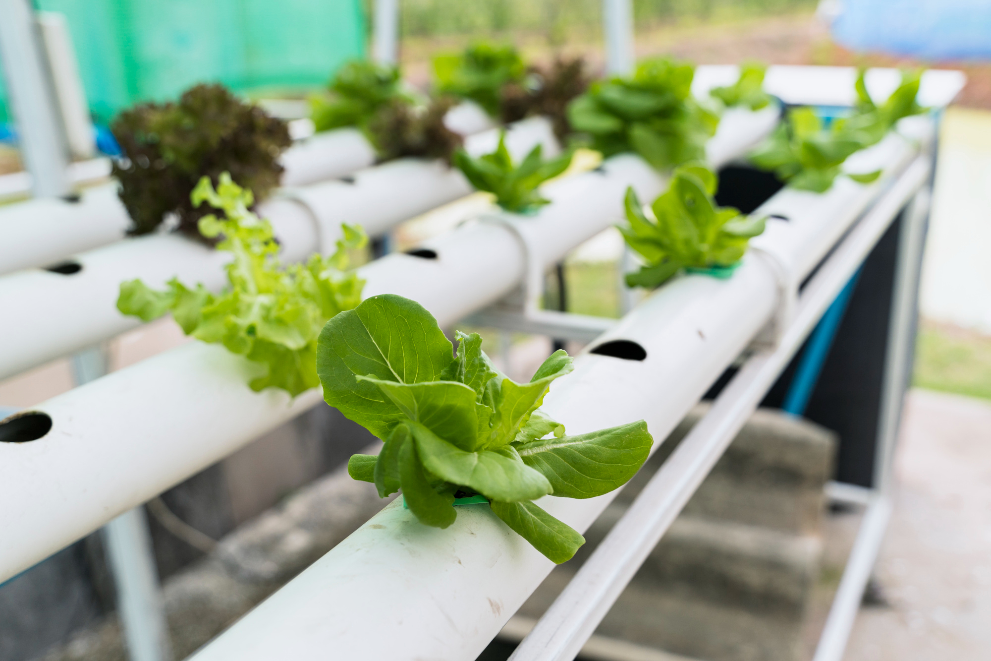 Hydroponic Food Production